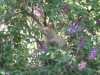 Sweetie Pie in the Lilacs (400x299)