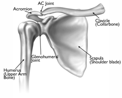 original-shoulder